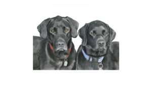 Black Labrador Portrait