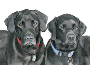 Black Labrador Brothers