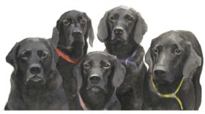 Black Labradors group portrait