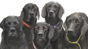 Black Labradors portrait