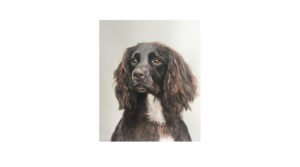 Sprocker