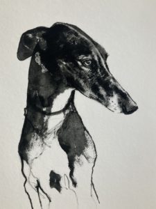 Galgo in ink